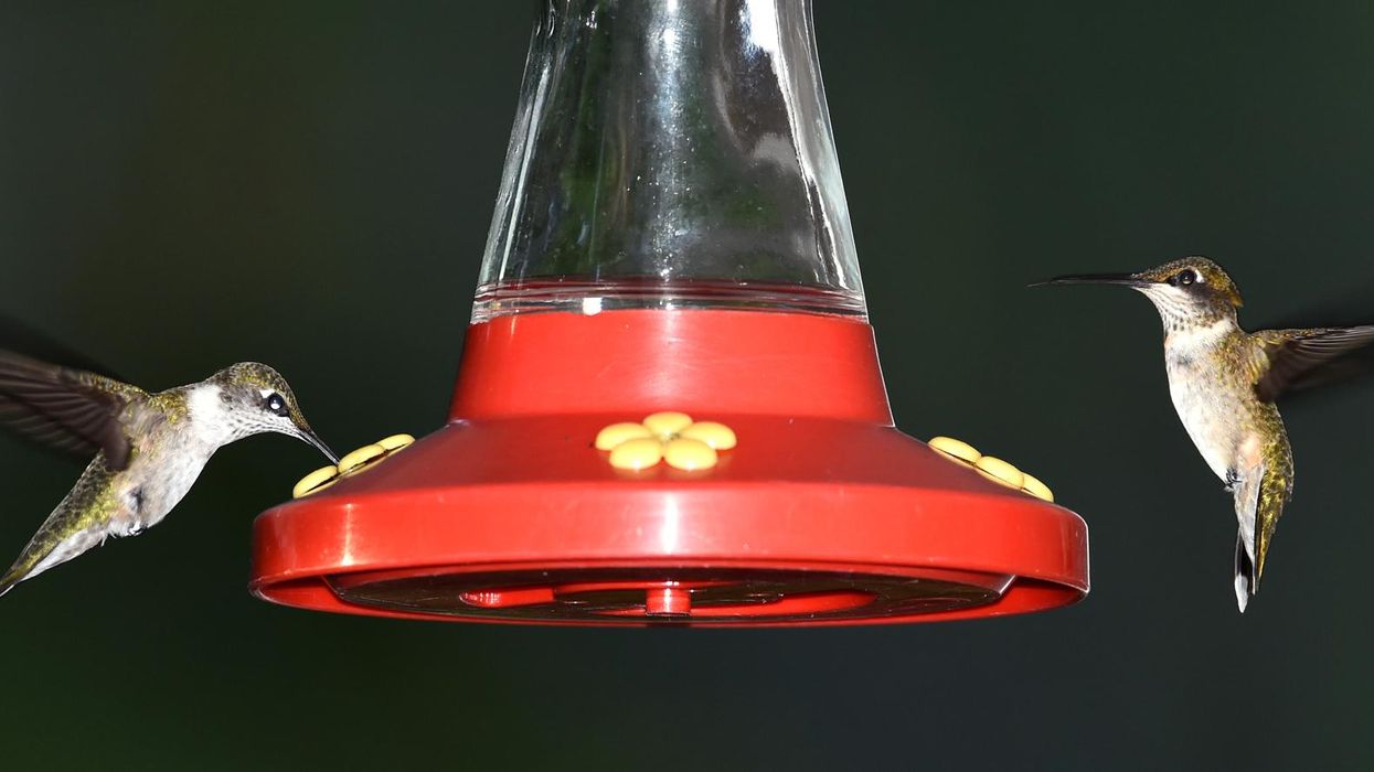 11 hummingbird facts you may not know