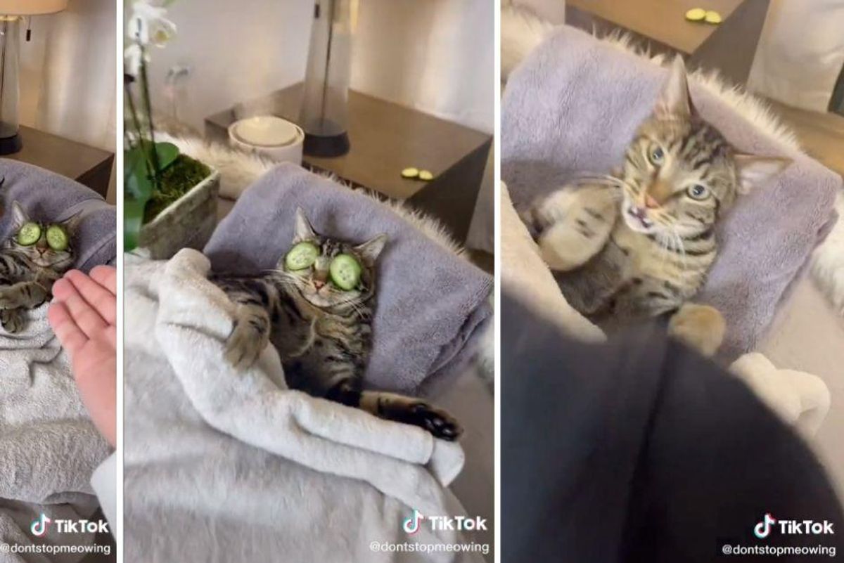 Couple's video of their cats having a 'spaw day' has taken the internet by storm