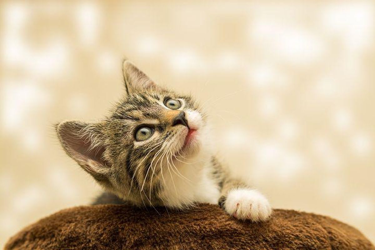 Cats get to keep their claws with new Austin city ordinance