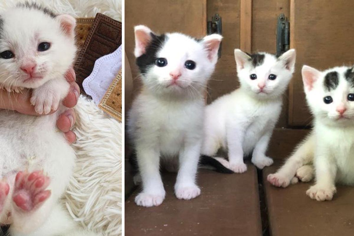 Kittens with Cow Markings Thrive Together with Help of Family and Captivate Hearts of Many