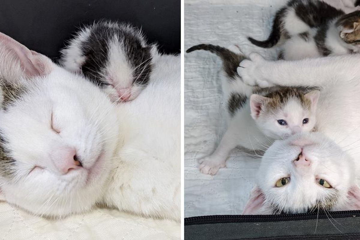 Cat Beaming with Joy When She Finds Perfect Family to Help Her Kittens Thrive