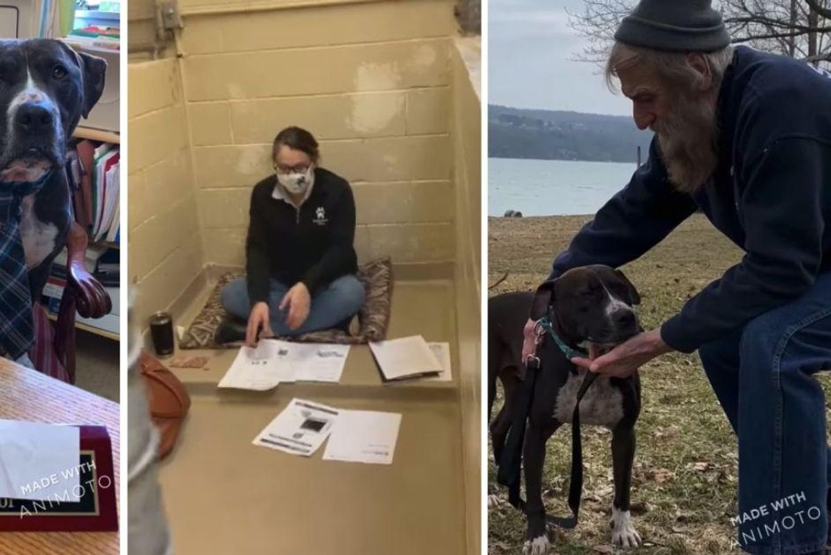 Rescue dog finally lands 'forever home' after swapping places with shelter director