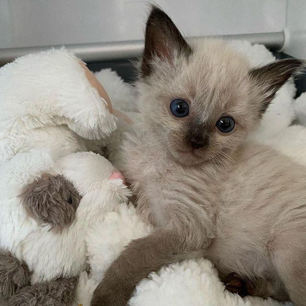 Sweet Kitten Blossoms into Beautiful Siamese Cat After Being Brought ...