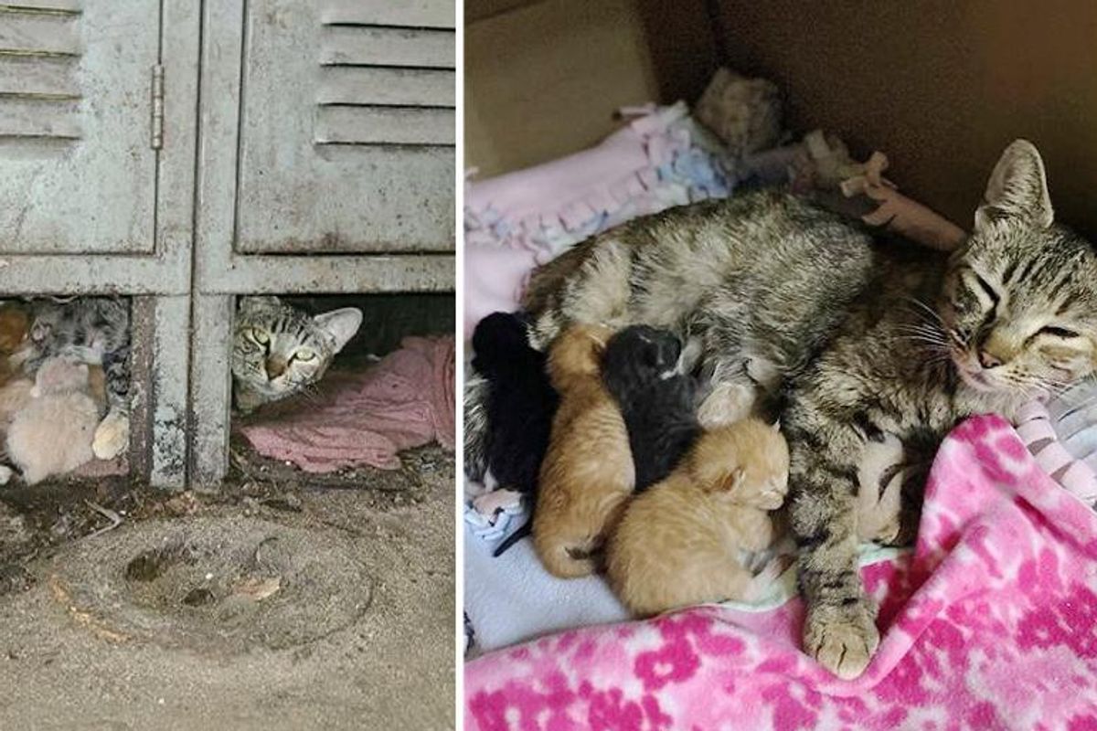 Man Took Over Warehouse and Discovered It Came with Cats and Kittens That Needed Help