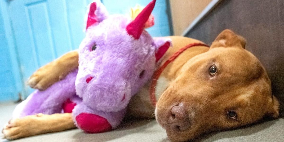 Adorable pup who tried to ‘steal’ plush unicorn from Dollar General has