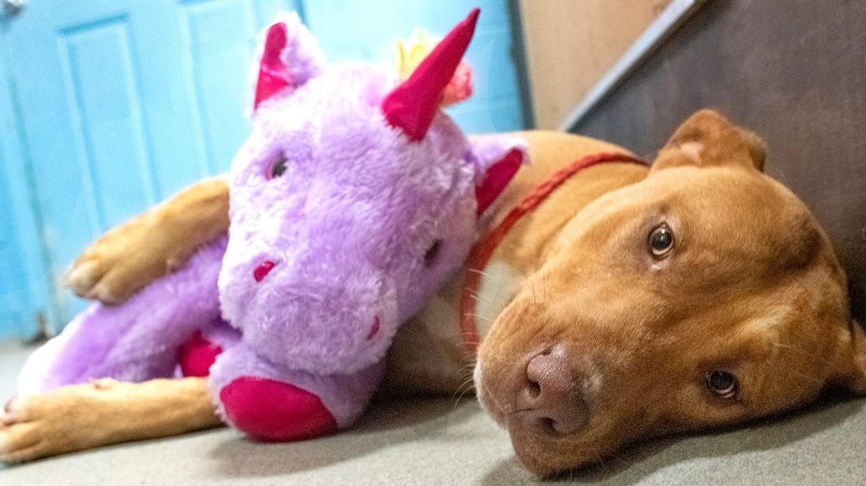 Adorable pup who tried to ‘steal’ plush unicorn from Dollar General has a new home, and a new toy