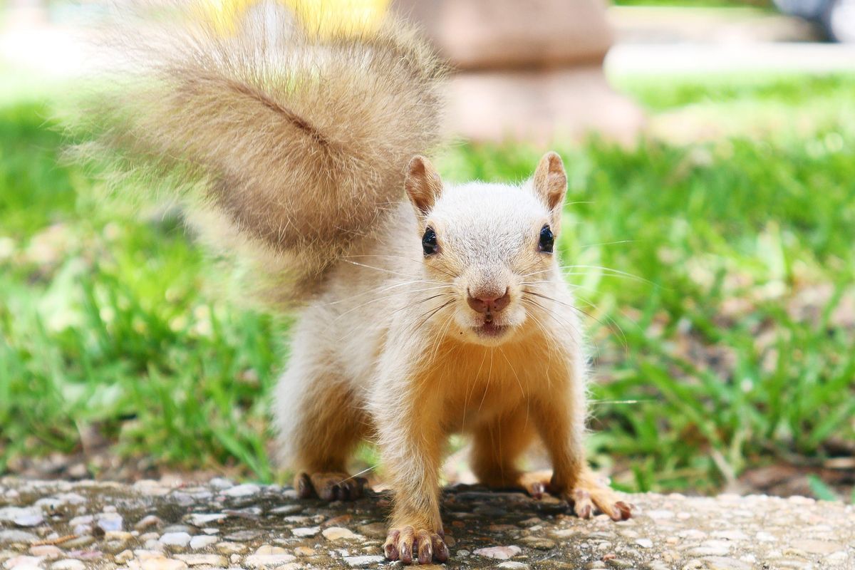 UT's nuttiest residents shine with Squirrels of UT account