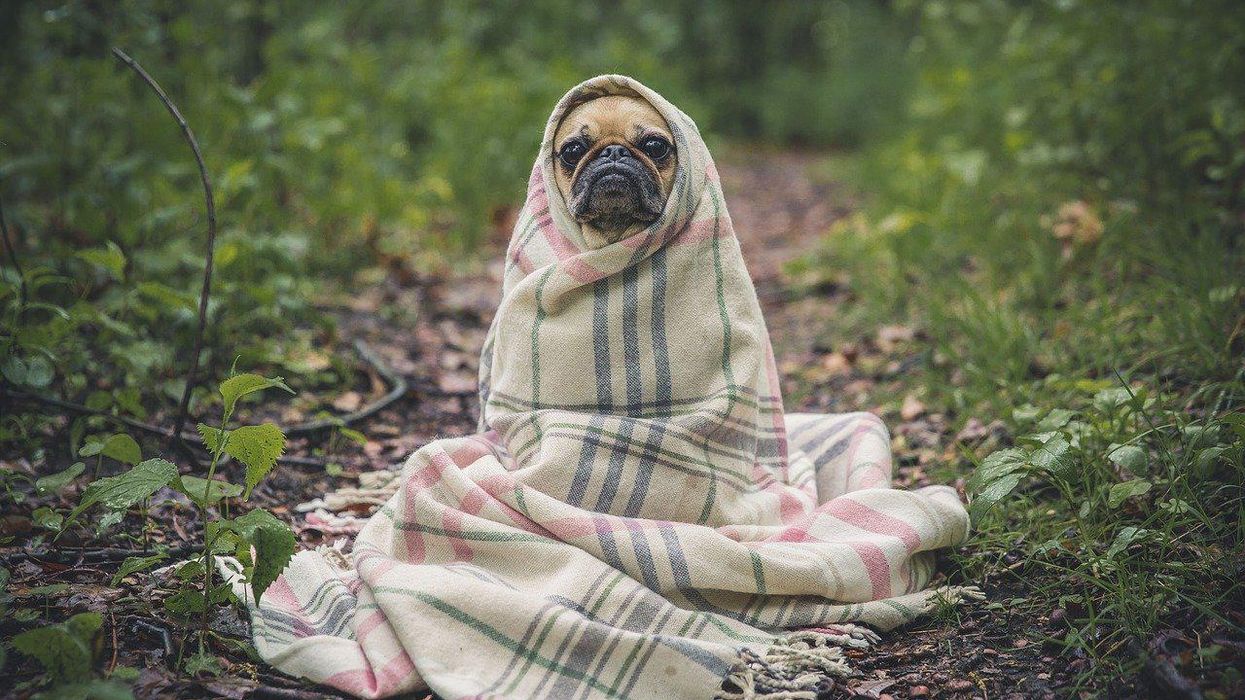 People Break Down Their Biggest Pet Peeves
