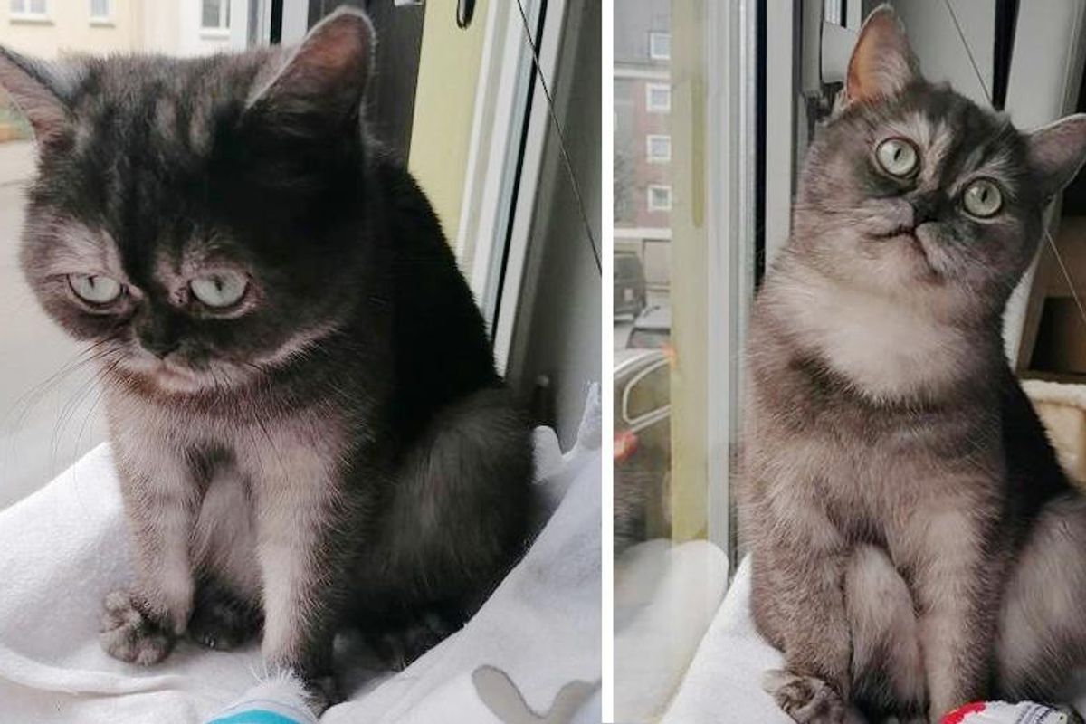 Cat Who Was Misunderstood for Her Grumpy Face, Finds Family of Her Dreams After Months of Waiting