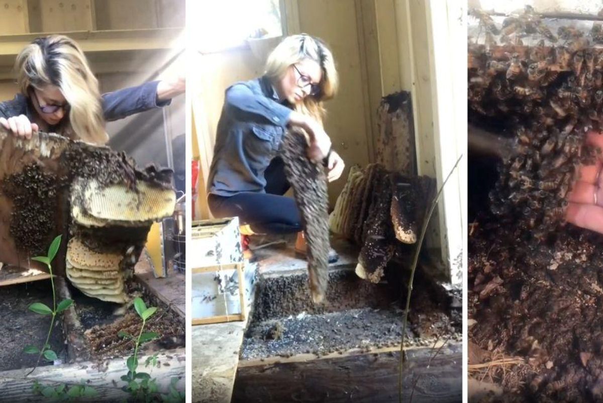 Beekeeper removes a huge bee colony from a shed with her bare hands and people are awed