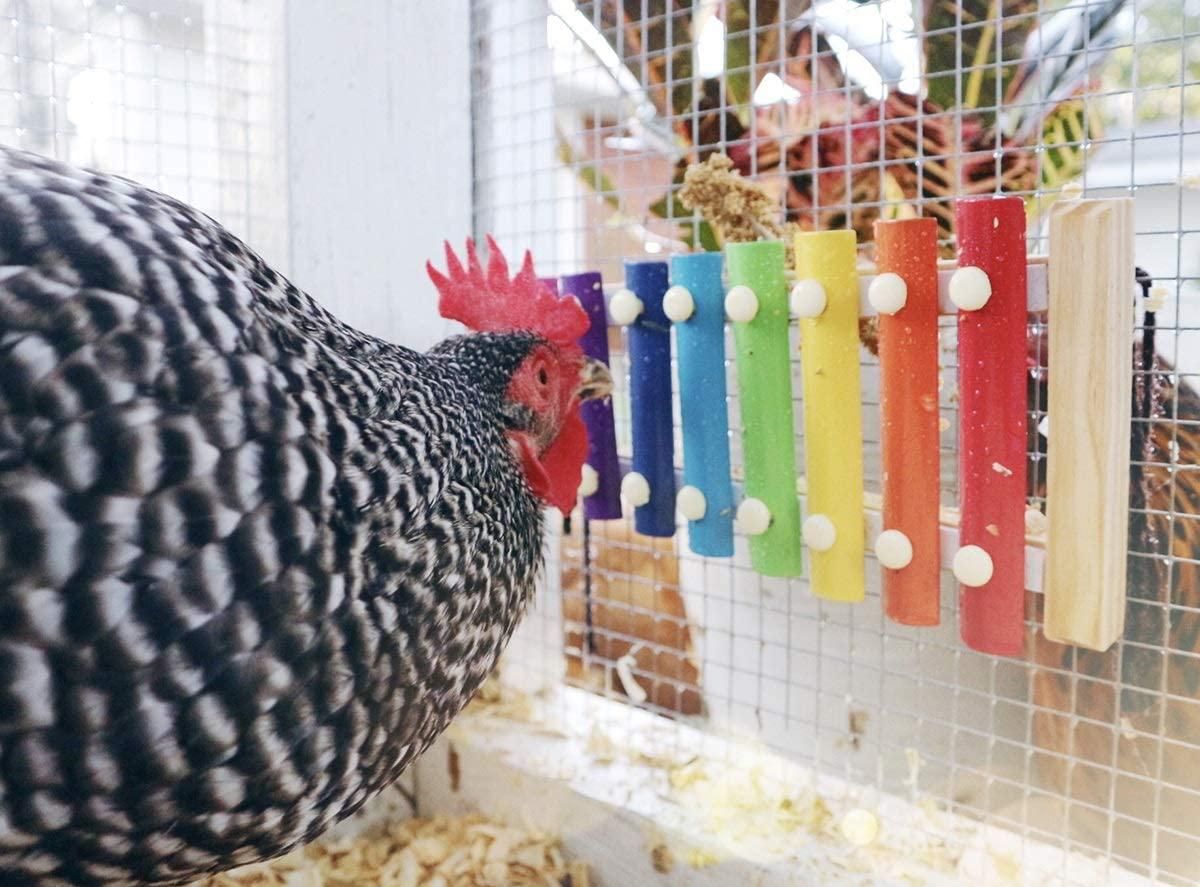 There's a xylophone for chickens because maybe your pet is a musical