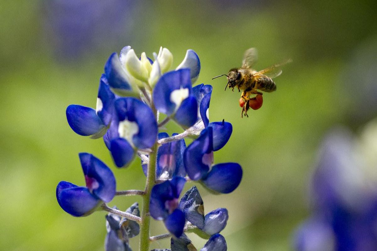 5 picture-perfect places to pose with the bluebonnets this year