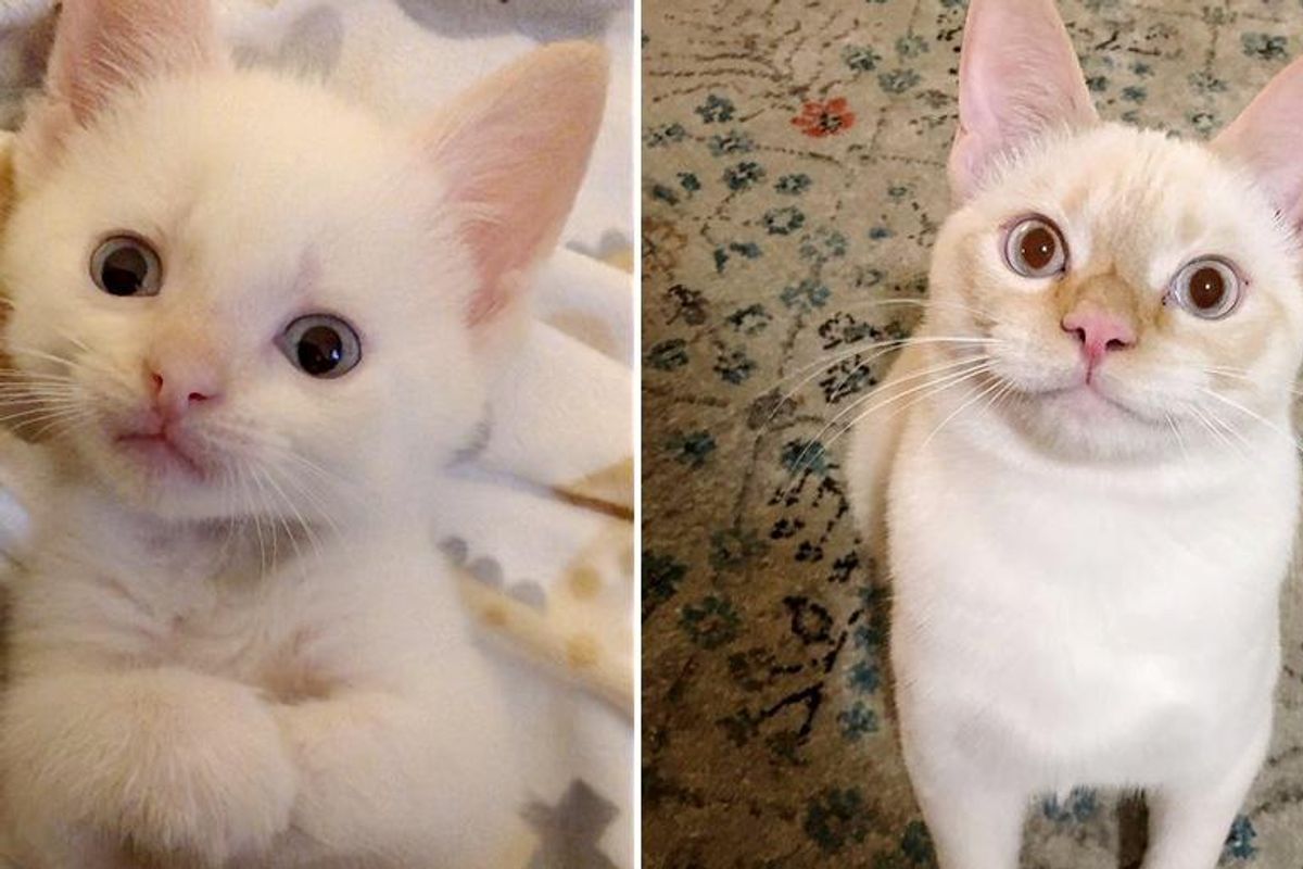 Family Nursed Kitten Back to Health, He Turns Out to Be the Cat They Never Knew They Were Missing