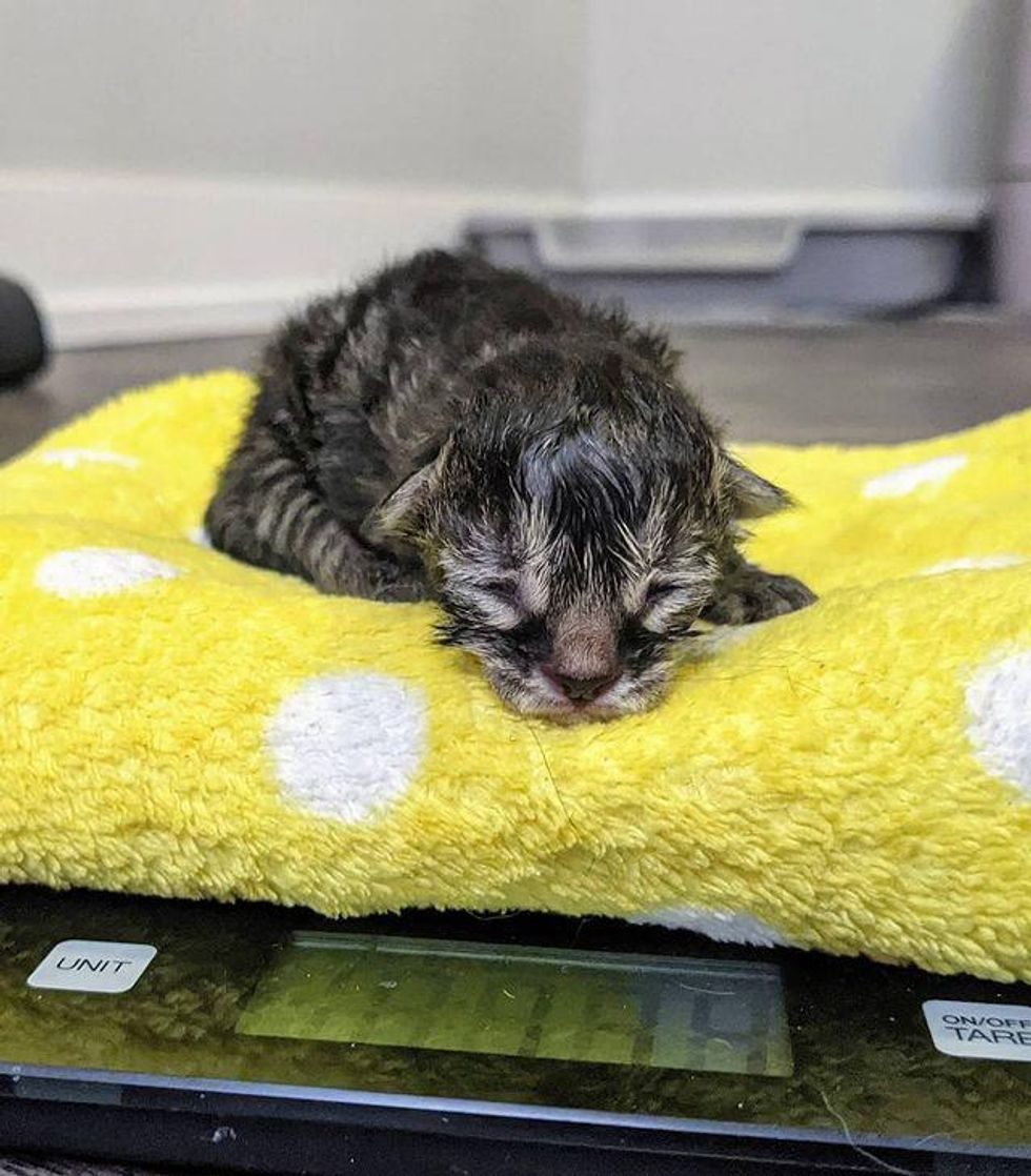 Kitten Reunited with His Sibling Who Was Born 3 Days Apart, They Help