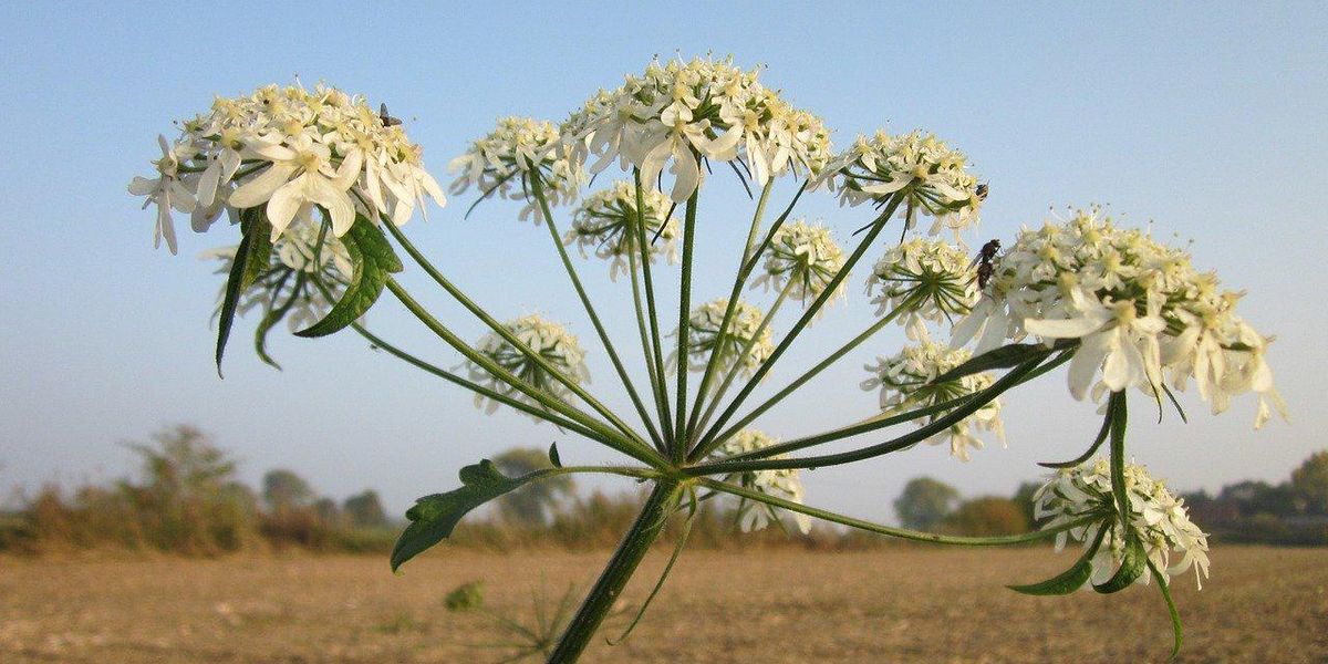 Botanists Describe The Scariest Plants On The Face Of The Earth
