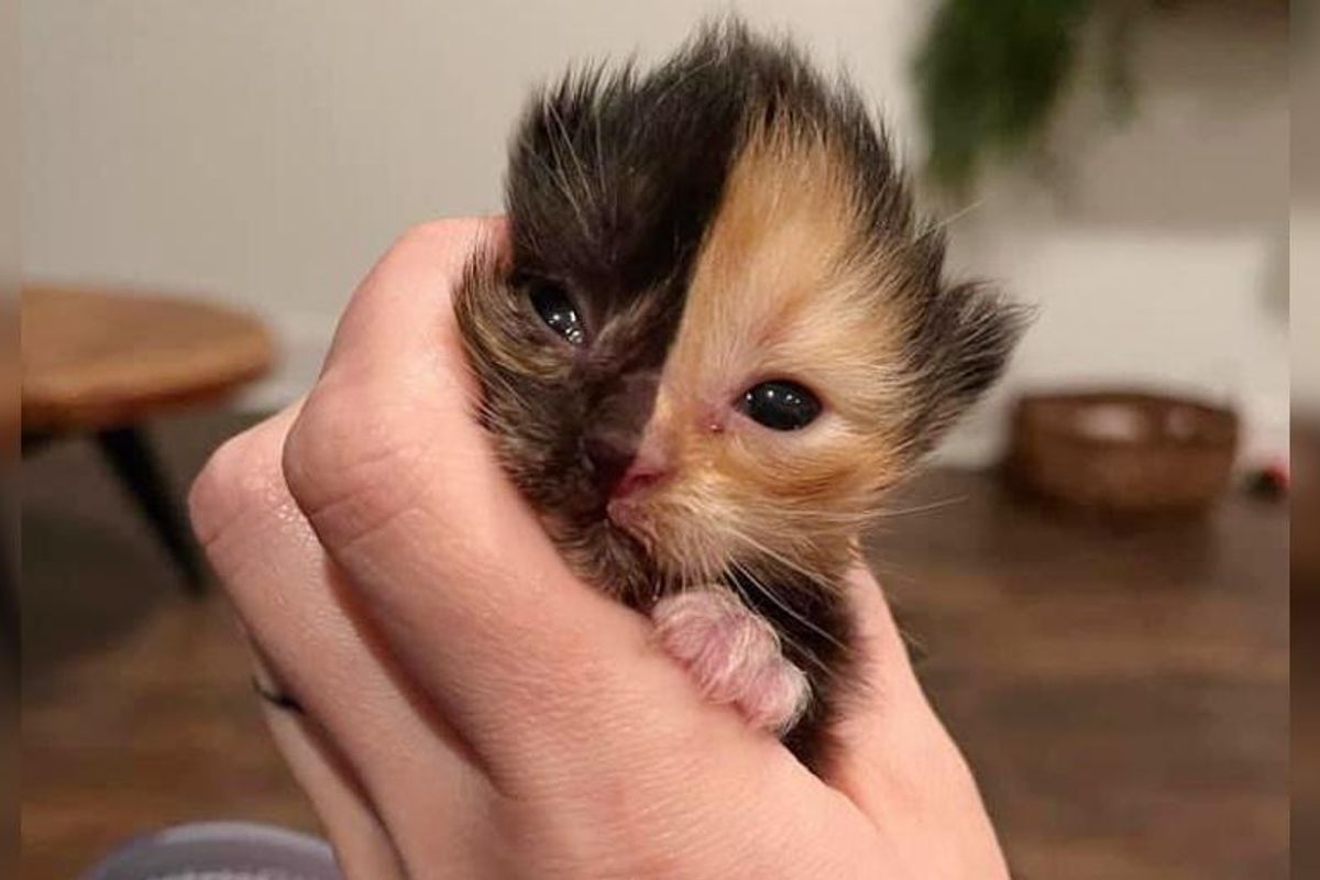 Two-faced Kitten Found in a Wall Now Has a Big Family to Cuddle