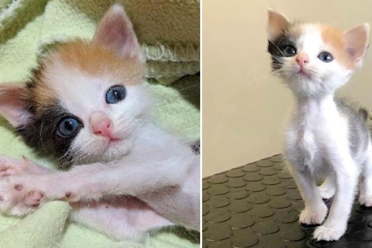 Kitten with Small Body but Strong Will to Live Transforms into Gorgeous Calico Cat