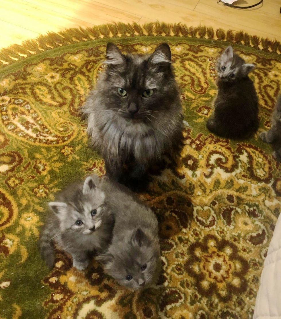 Woman Drives 10 Hours to Help a Cat and Ends Up Rescuing Her Kittens