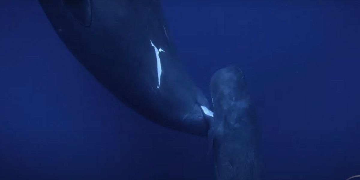Here's the first ever footage of a baby sperm whale nursing from its