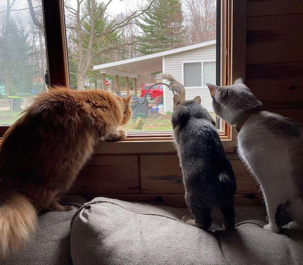 Kitten that Hops Like a Bunny, Turns into the Happiest Cat with Endearing Personality Love Meow