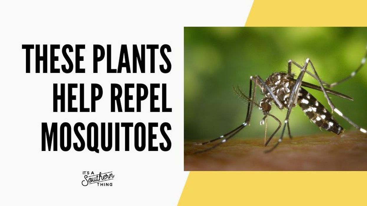 10 plants to help repel mosquitoes and other pests
