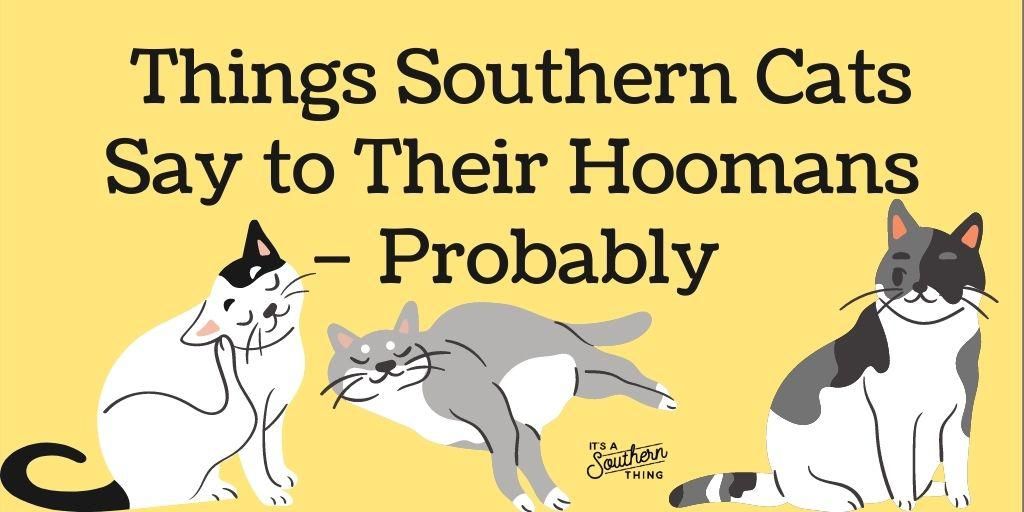 Southern phrases cats are surely saying to their humans