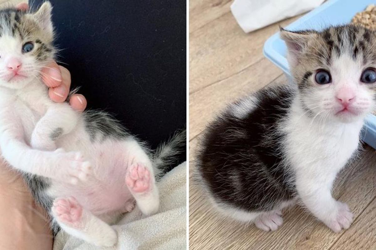 Kitten Found in the Cold, Blossoms into Vivacious Young Cat with Friend He Always Wanted