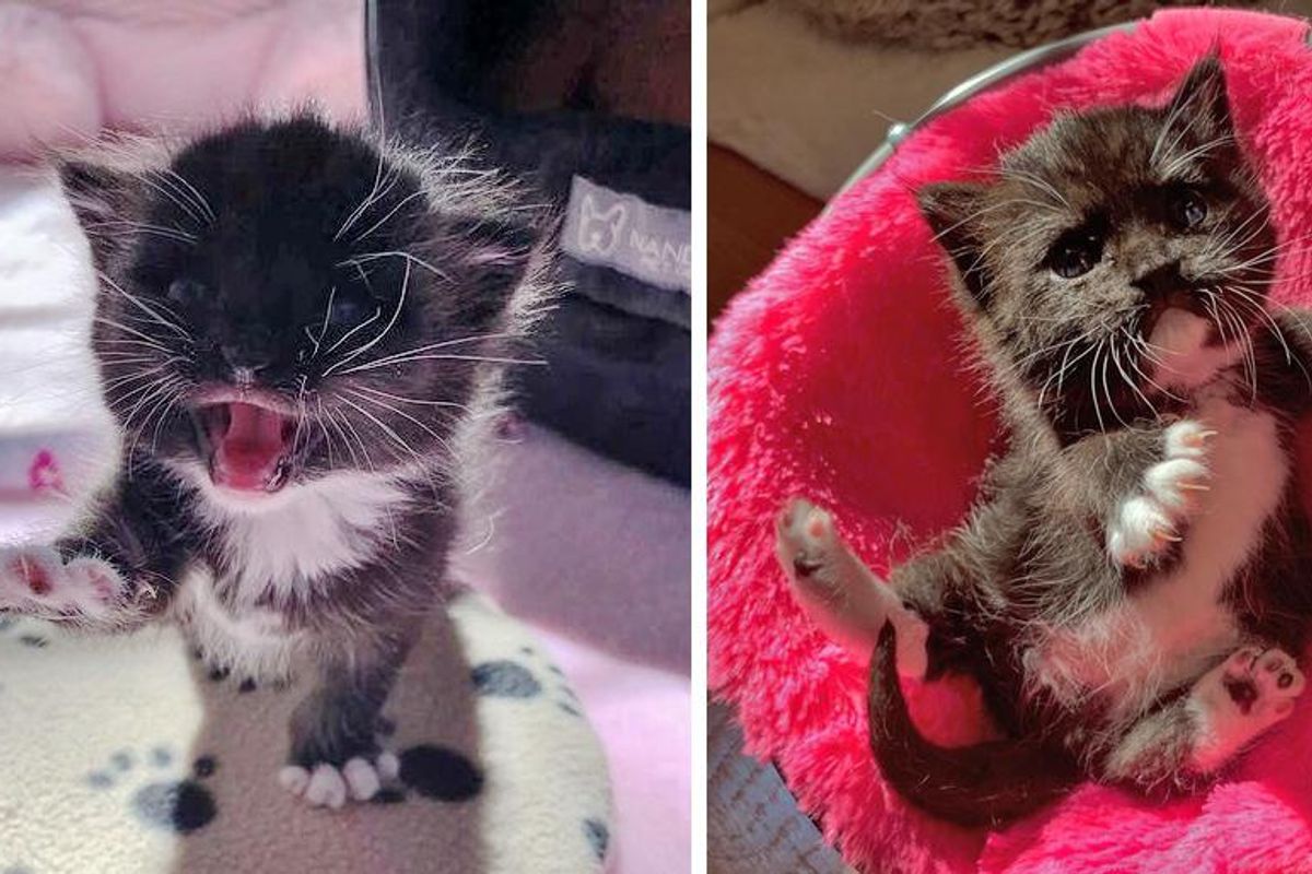 Kitten Found by Residents Who Heard Her Meows During Downpour, Now Has a Lot to Say