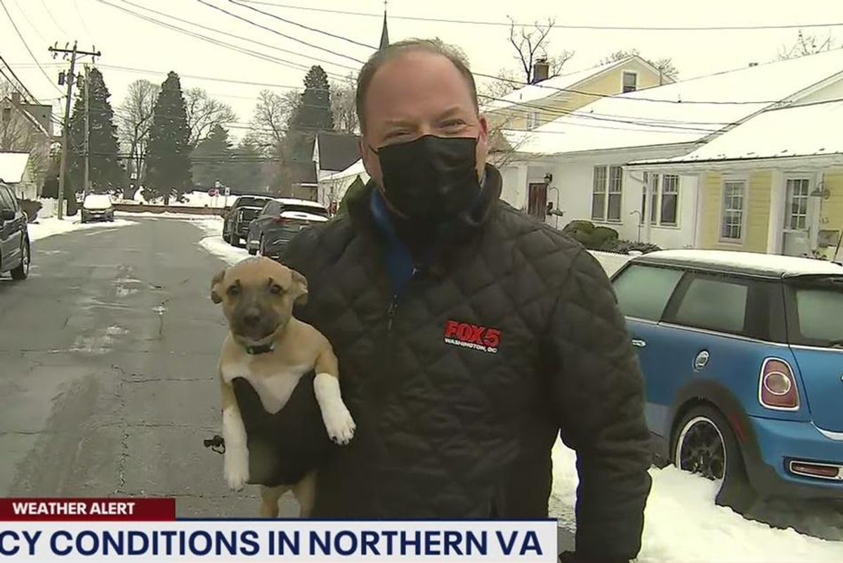 Pierogi the puppy crashed a live weather report and there's nothing more adorable