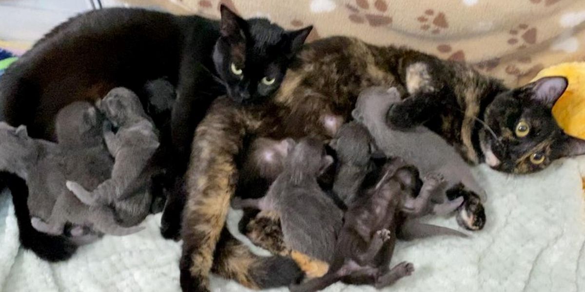 Cat Sisters Raise Each Other S Kittens And Share An Adorable Bond Love Meow