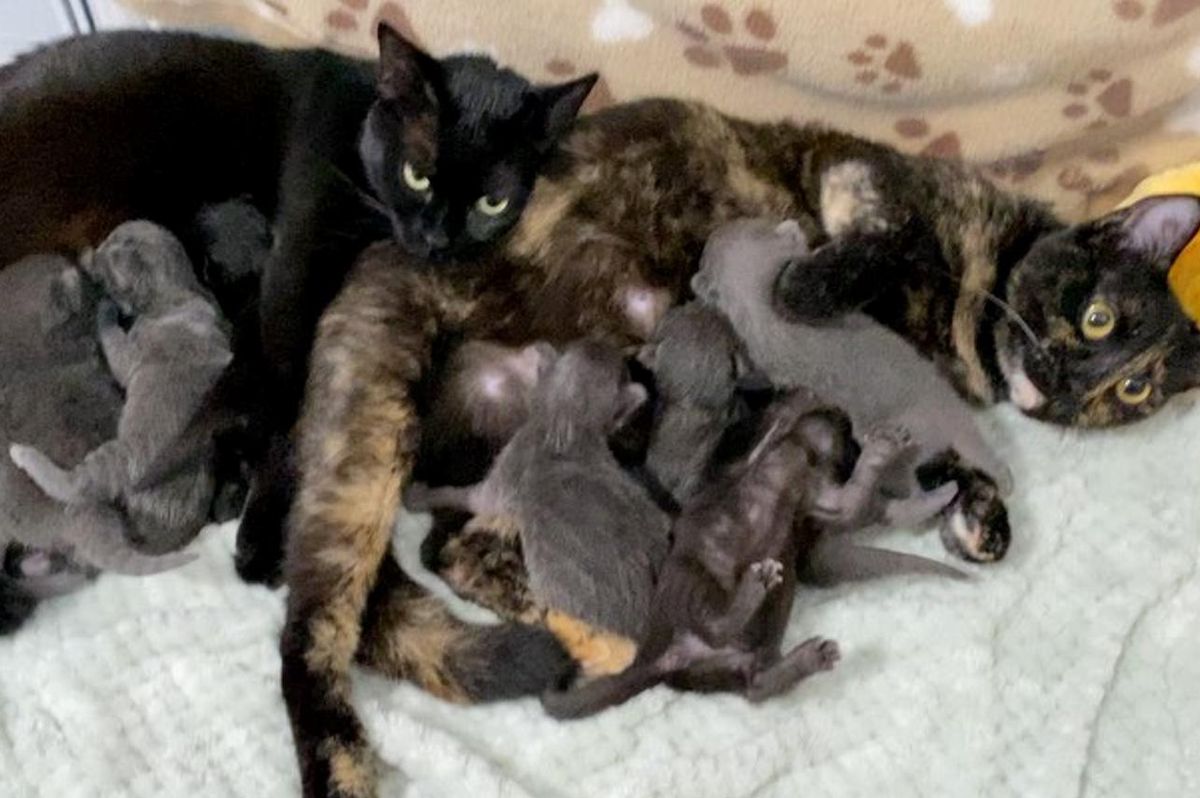 Cat Sisters Raise Each Other's Kittens and Share an Adorable Bond