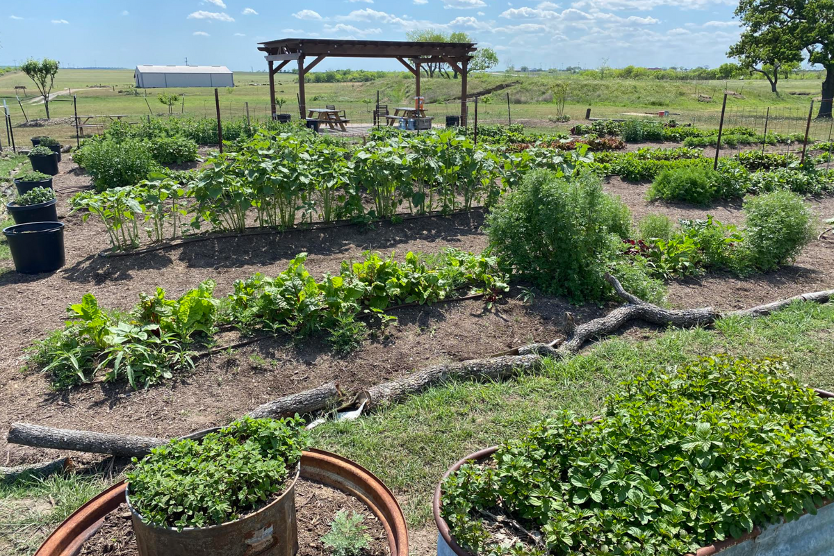 'Labor of love': Tech company swaps plans for glossy Del Valle campus for verdant working farm