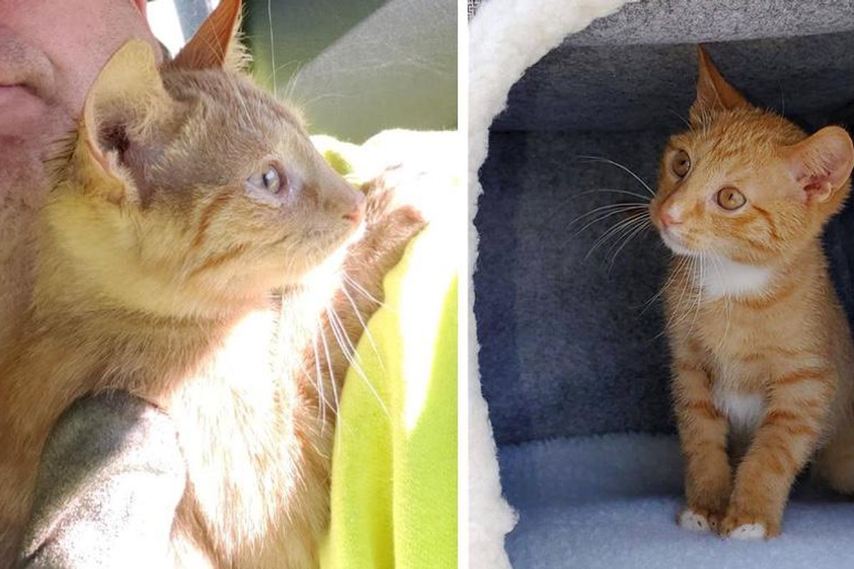 Kitten Clings to Sanitation Workers Who Rescued Him from Garbage Bag in the Nick of Time