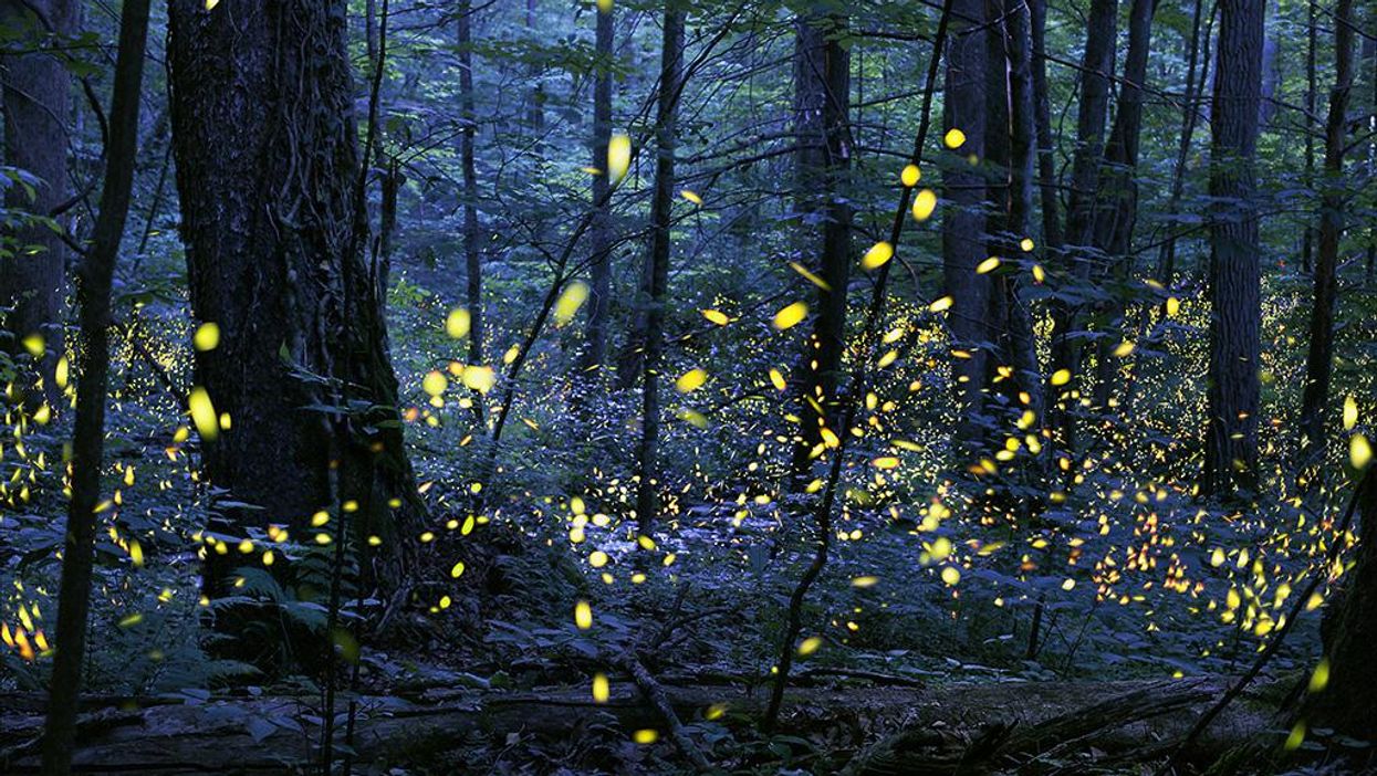 You can see thousands of fireflies light up Great Smoky Mountains National Park this June