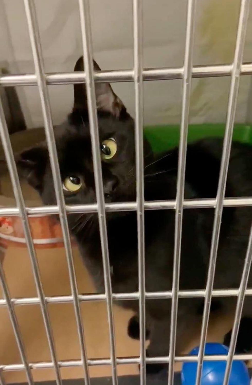 Kitten with Adorable Crossed Eyes Finds His Way from Wandering the