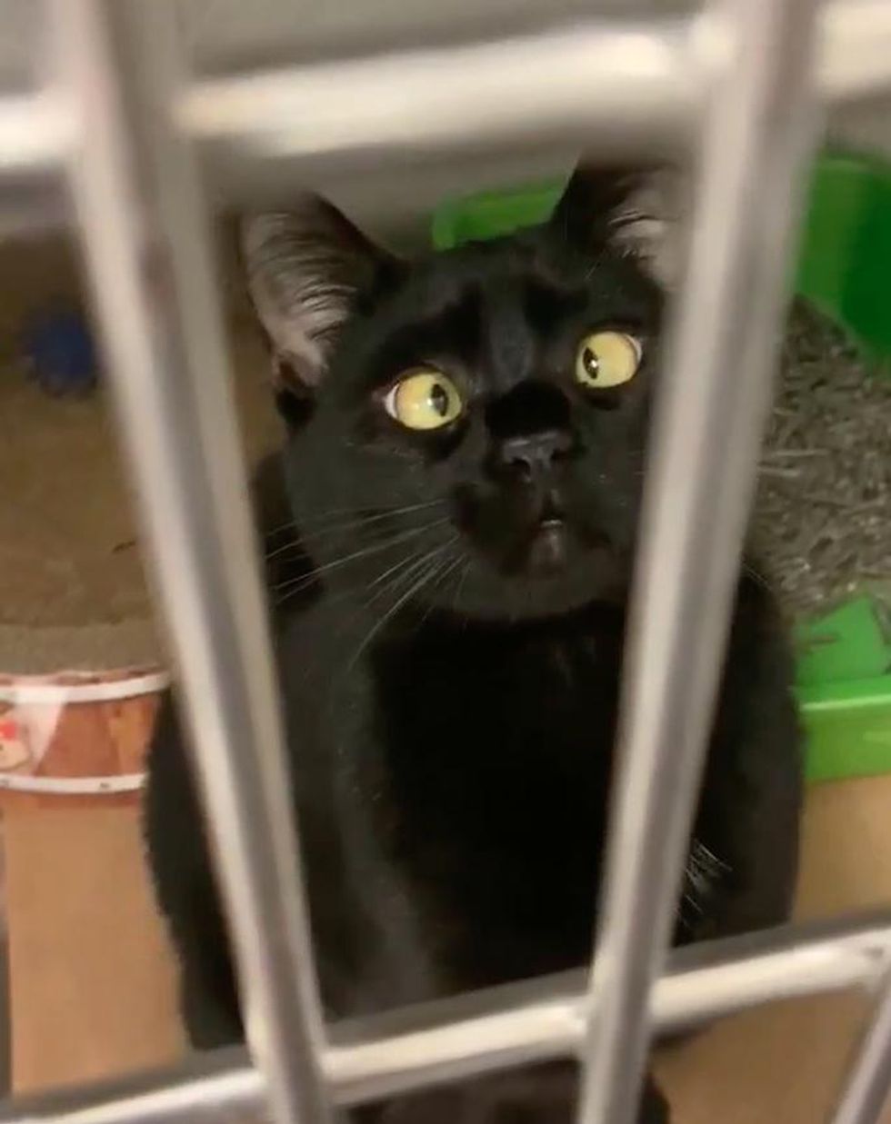 Kitten with Adorable Crossed Eyes Finds His Way from Wandering the