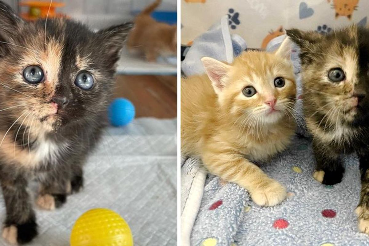 Kittens Found Courage with Help of Family, One of Them Quickly Discovers Her Tortitude