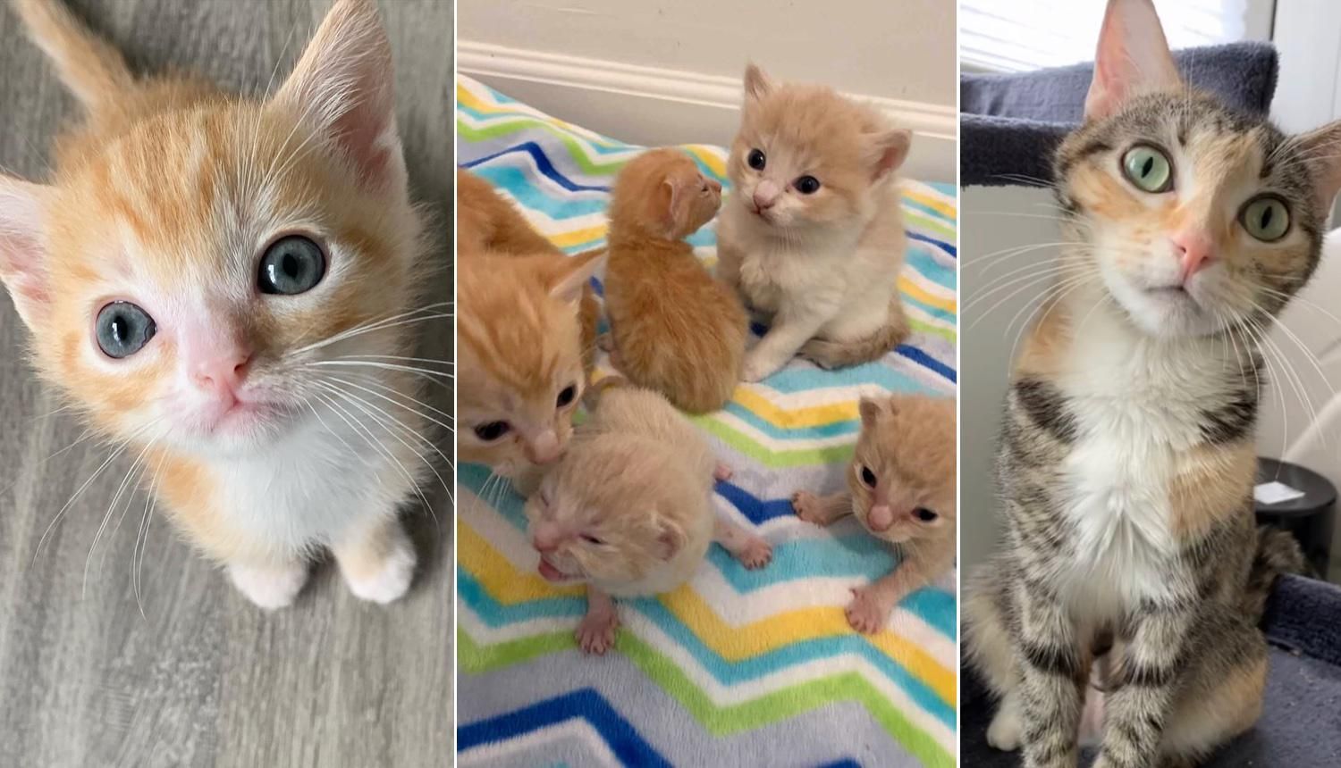 Cat Found with 2 Litters of Kittens Has Her Dream Come True Love Meow
