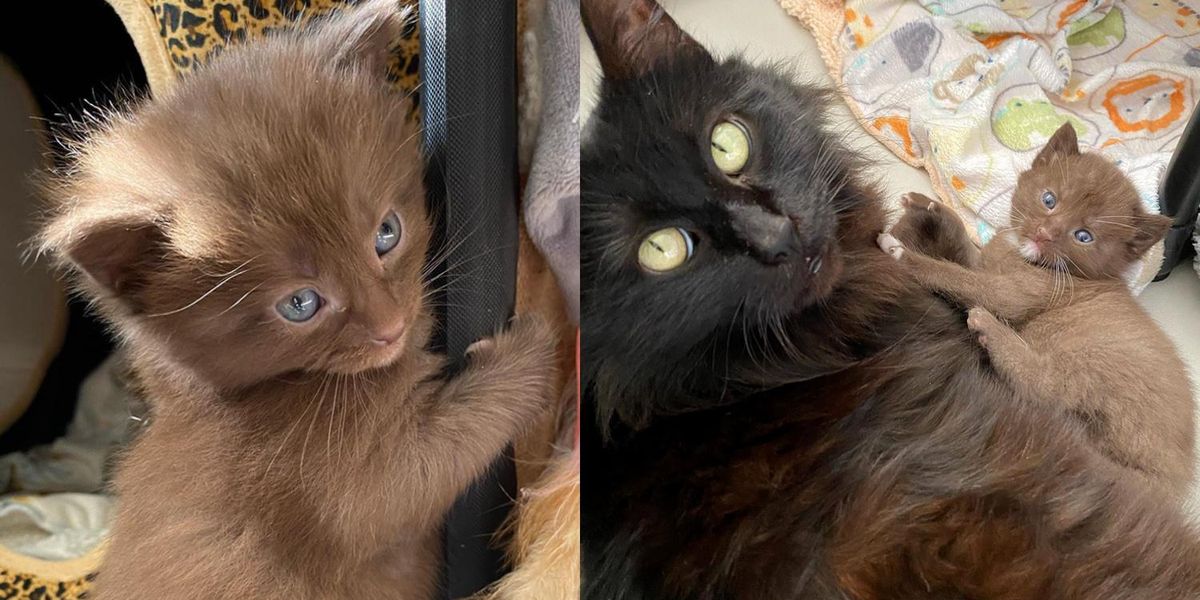 Cat Has Four Kittens with Rare Brown Coat and Kind Family to Help Them