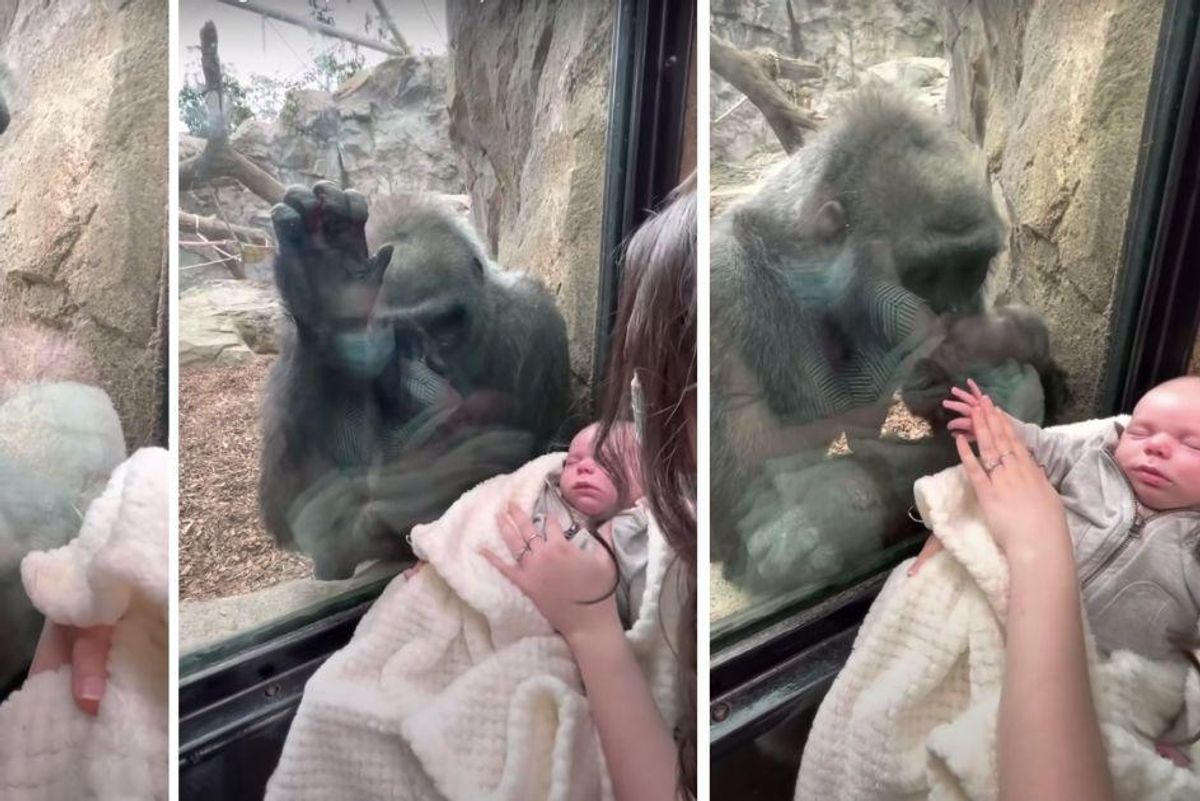 Mom's viral video shows encounter with gorilla who looks enamored with her 5-week-old baby