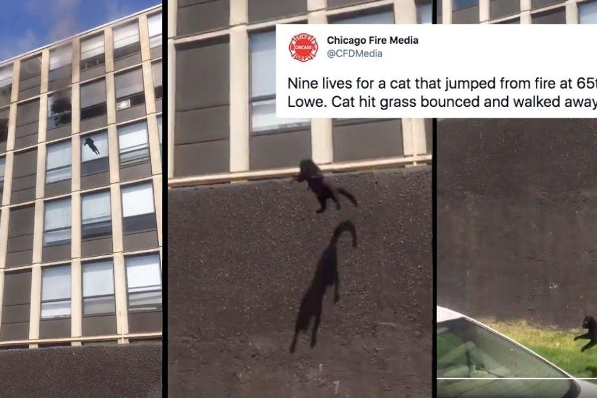 Chicago cat miraculously uninjured after leaping from the 5th story of a burning building