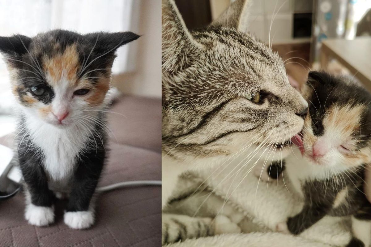 Cat Took in Kitten Found in Garden and Touched People's Hearts with What She Did