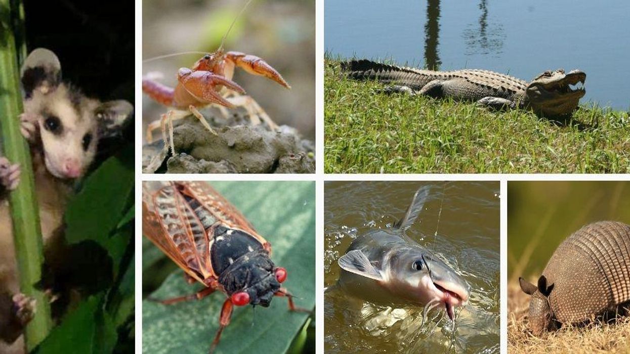 10 critters people associate with the South