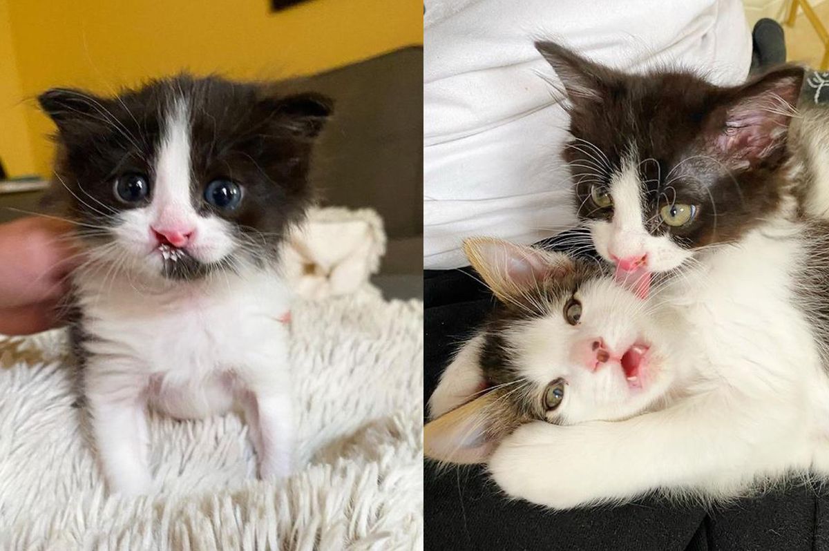 Two Kittens Find Each Other in a Special Way and Form a Wonderful Bond