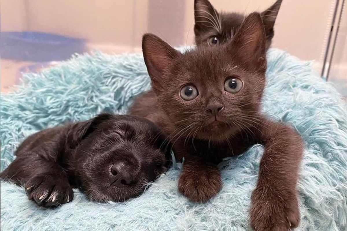 Kittens Become Sweetest Friends to Pups Before Finding Their Perfect Home