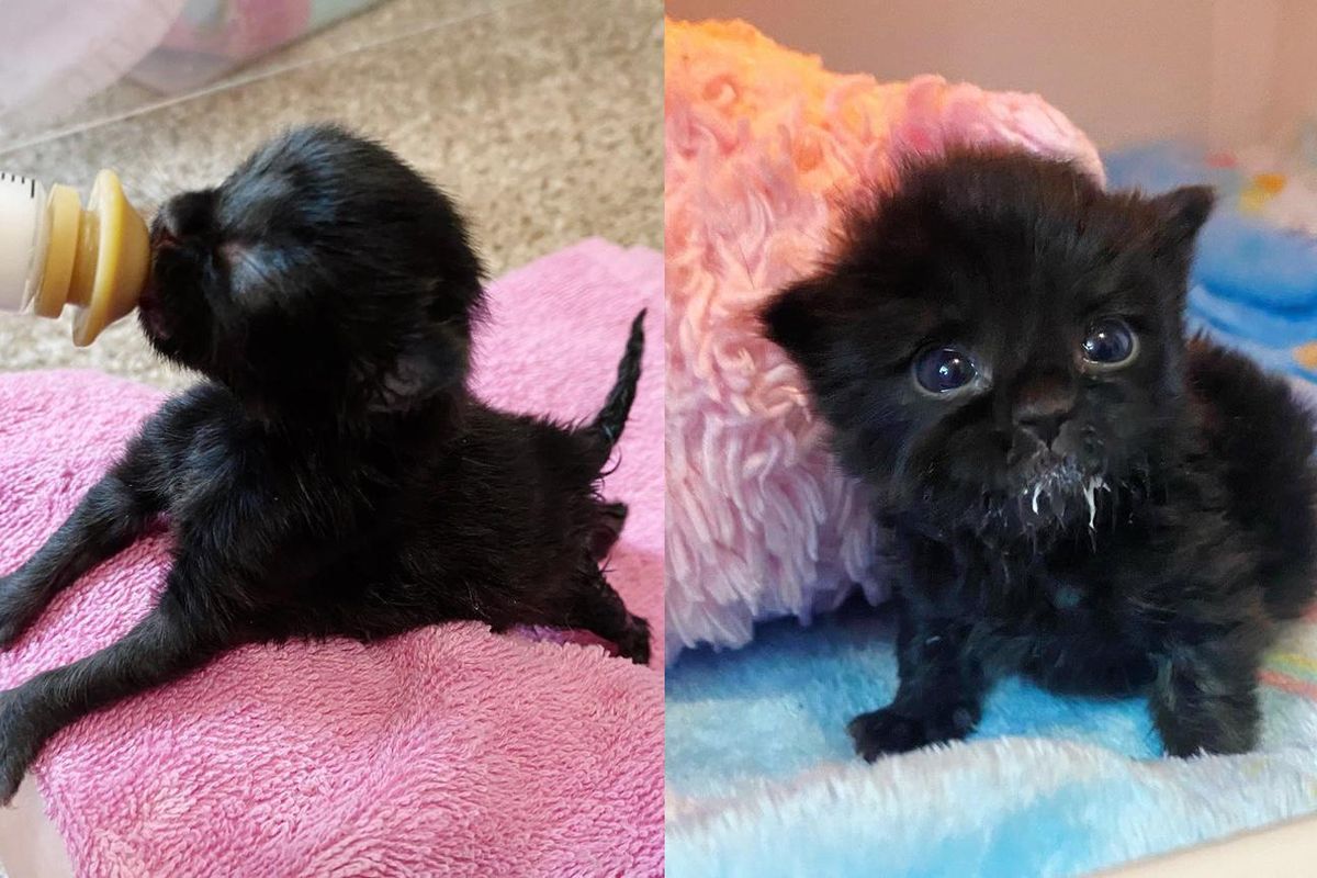 Kitten Found Alone in Driveway Has Strong Personality and Turns into Beautiful Fluffy Cat