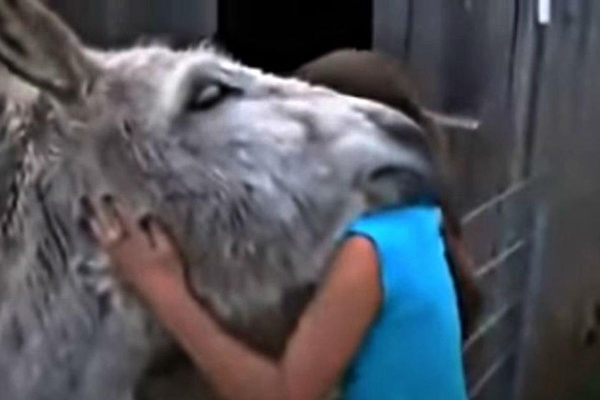 Touching video shows a donkey overwhelmed with emotion after seeing the girl who raised him