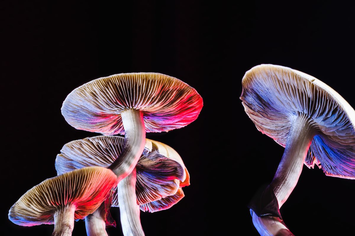 Tech workers and millennials trip on LSD and magic mushrooms in Austin psychedelic resurgence