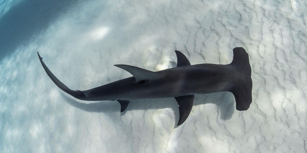 Watch hammerhead sharks circle swimmers on rafts near the shore in