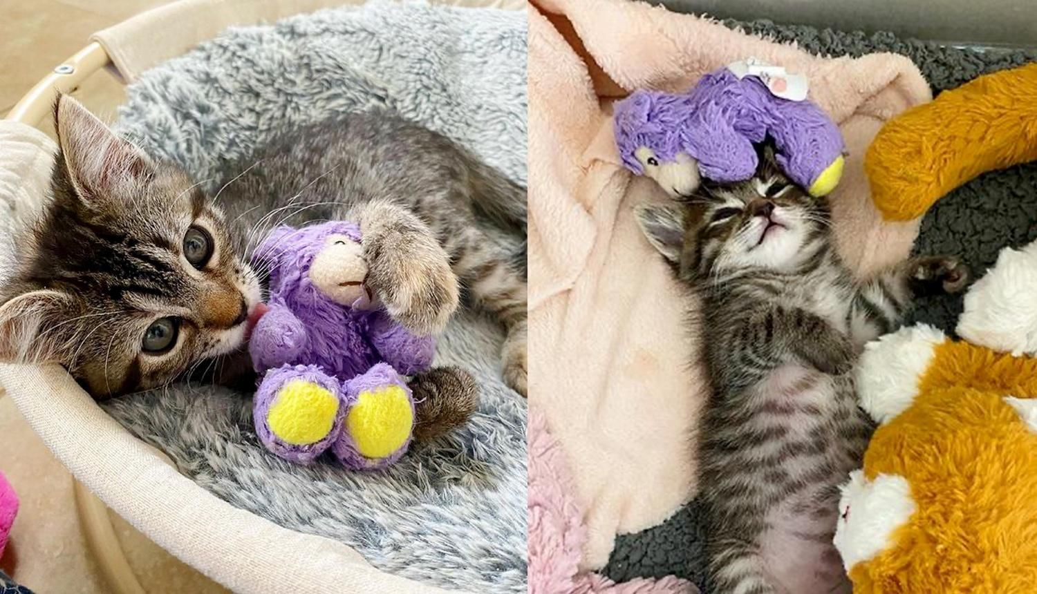 cat carries stuffed animal